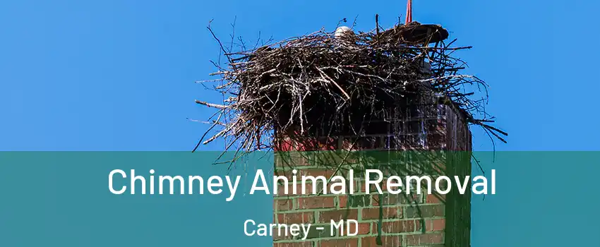 Chimney Animal Removal Carney - MD