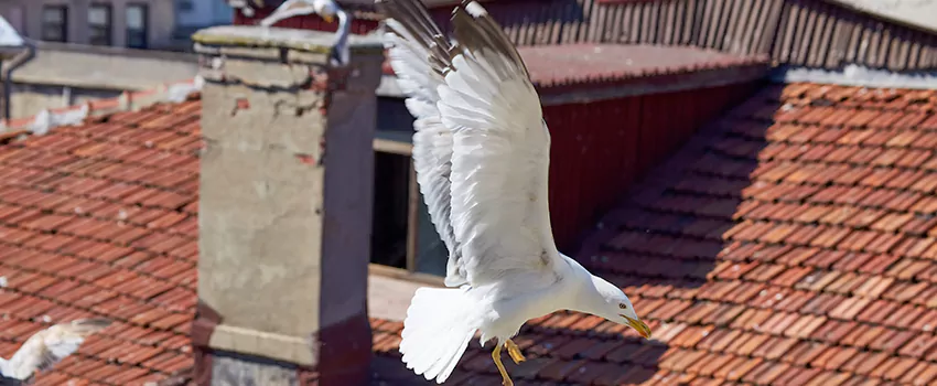 Residential Chimney Animal Removal Solution in Carney, MD